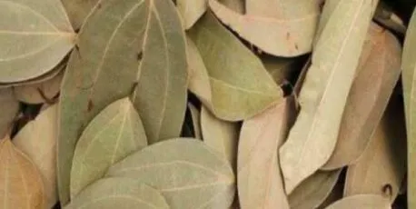 हल्द्वानी: ‘तेजपत्ते’ की विदेशों में भी महक, 40 साल से होती है पहाड़ो में‍ खेती