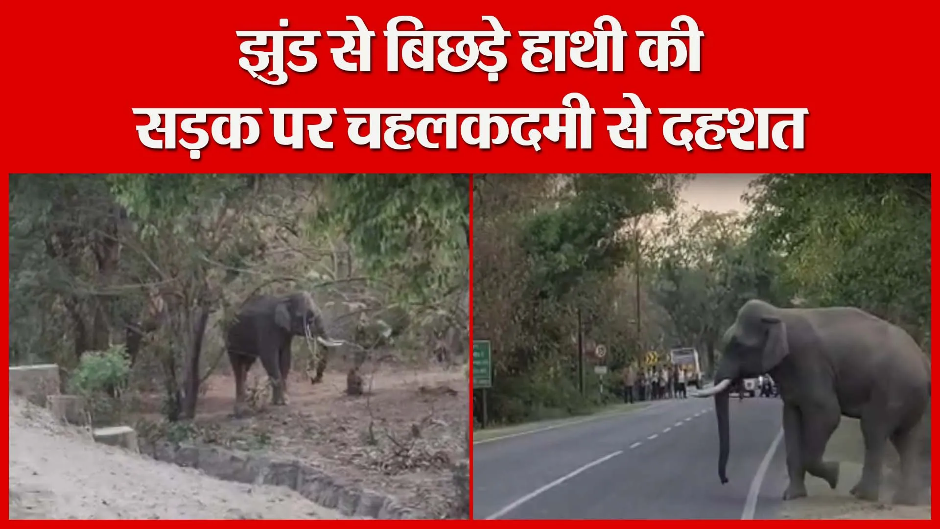 हल्द्वानी: झुंड से बिछड़े हाथी की सड़क पर चहलकदमी से दहशत | Amritvichar