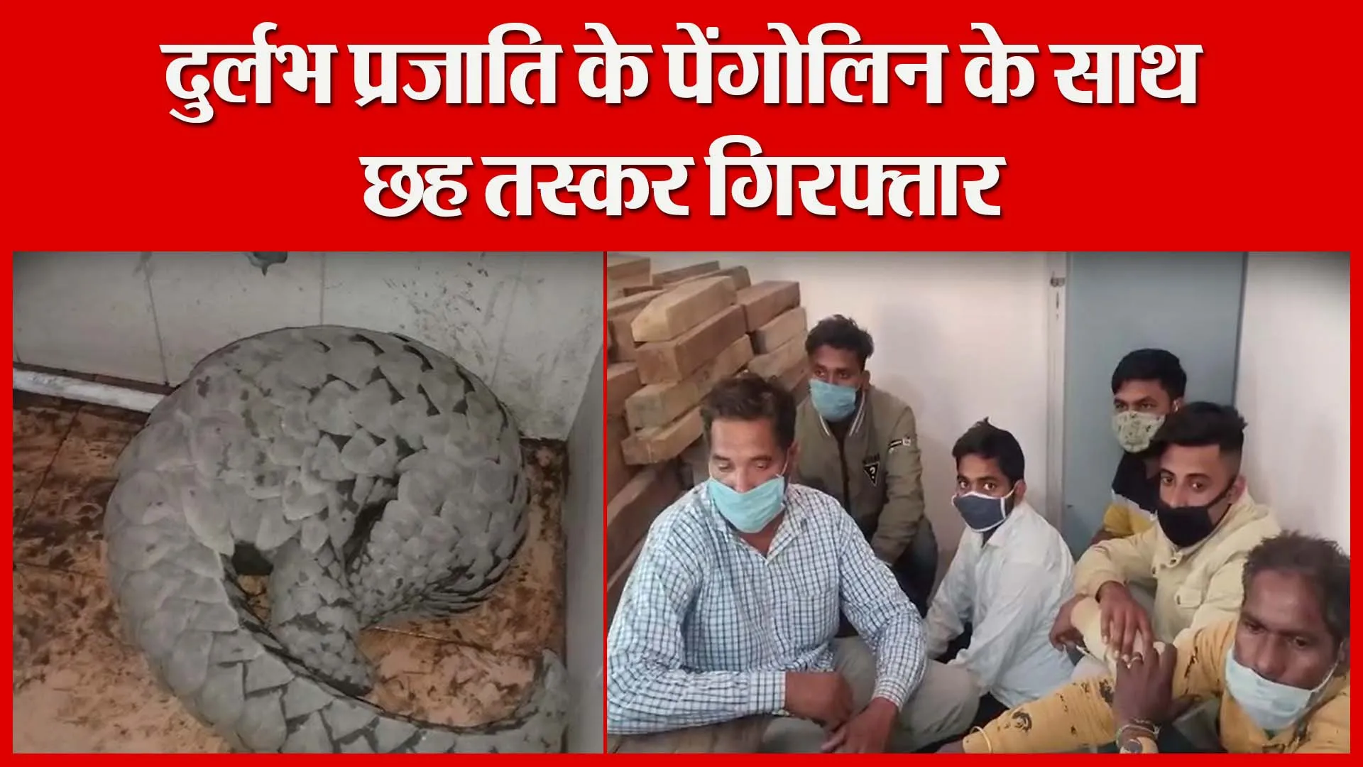 हल्द्वानी: दुर्लभ प्रजाति के पेंगोलिन के साथ छह तस्कर गिरफ्तार | Amritvichar