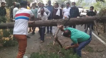 हल्द्वानी: नैनीताल हाइवे पर खतरे ने उठाया सिर, गिरा पेड़
