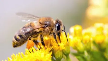 हल्द्वानी: पहाड़ के जंगलों में आग, मधुमक्खी कहां करें रसपान
