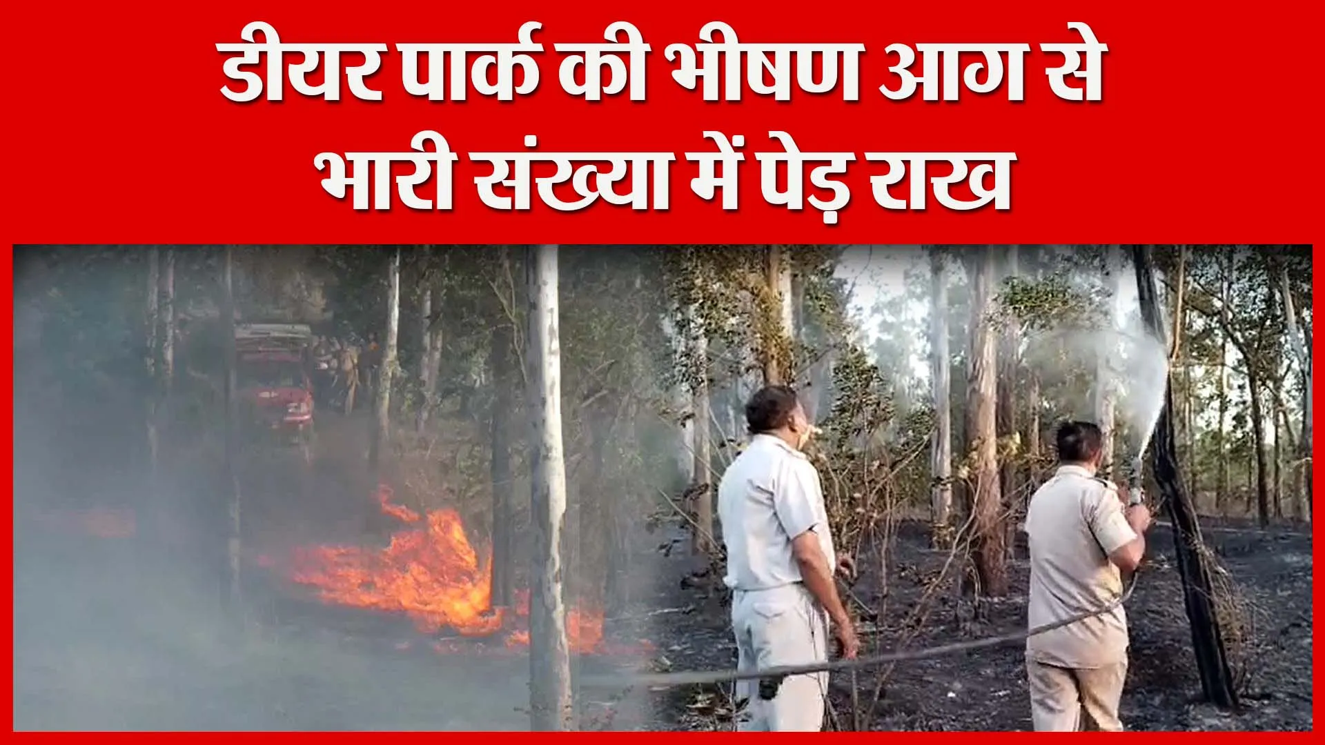 मुरादाबाद: डीयर पार्क की भीषण आग से भारी संख्या में पेड़ राख | Amritvichar