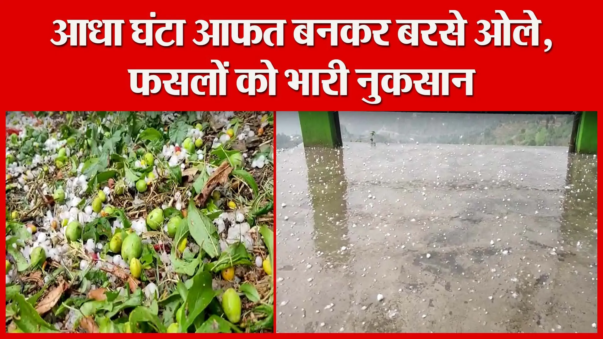 मुक्तेश्वर: आधा घंटा आफत बनकर बरसे ओले, फसलों को भारी नुकसान | Amritvichar