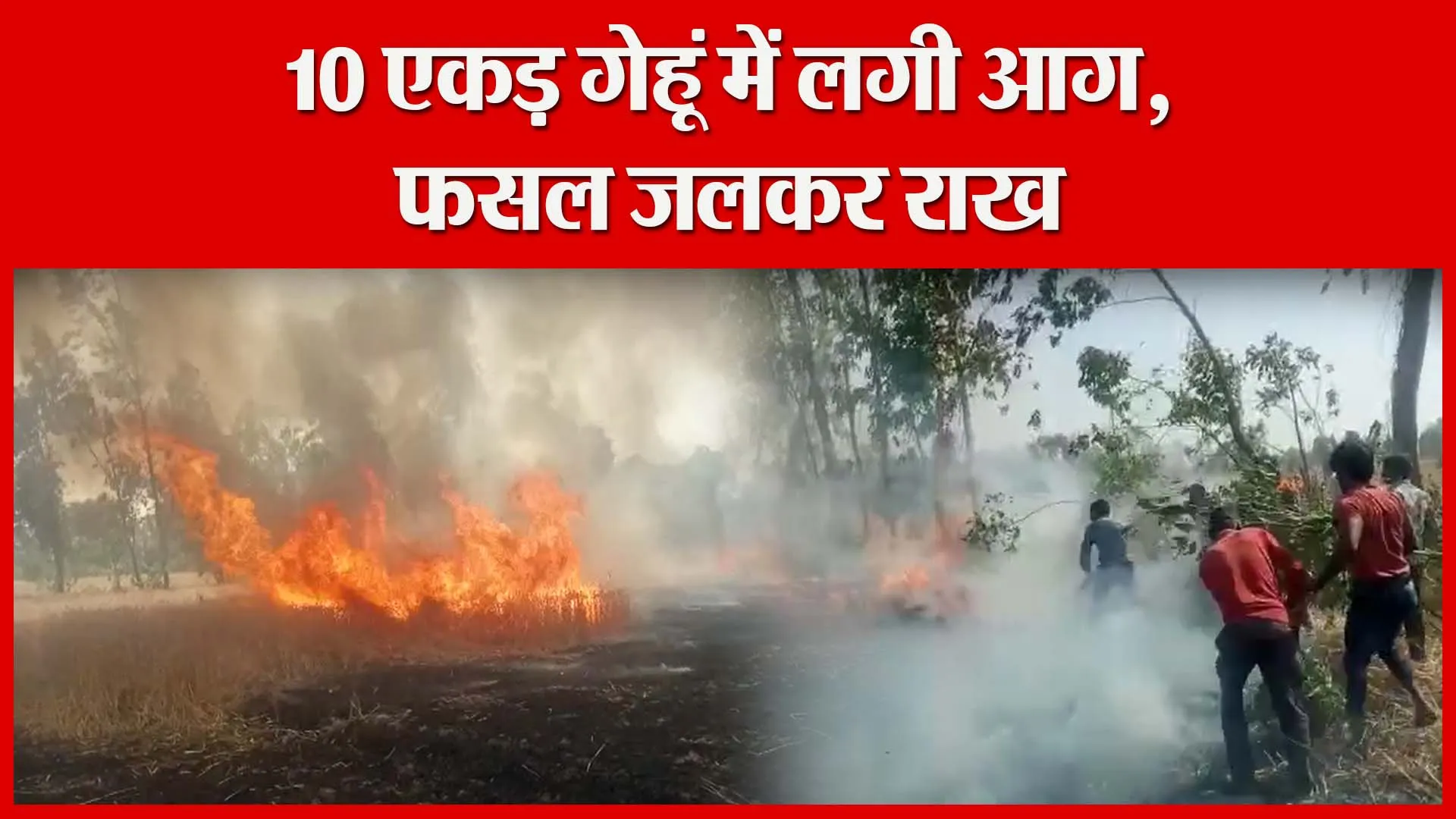 शाहजहांपुर: 10 एकड़ गेहूं में लगी आग, फसल जलकर राख | Amritvichar