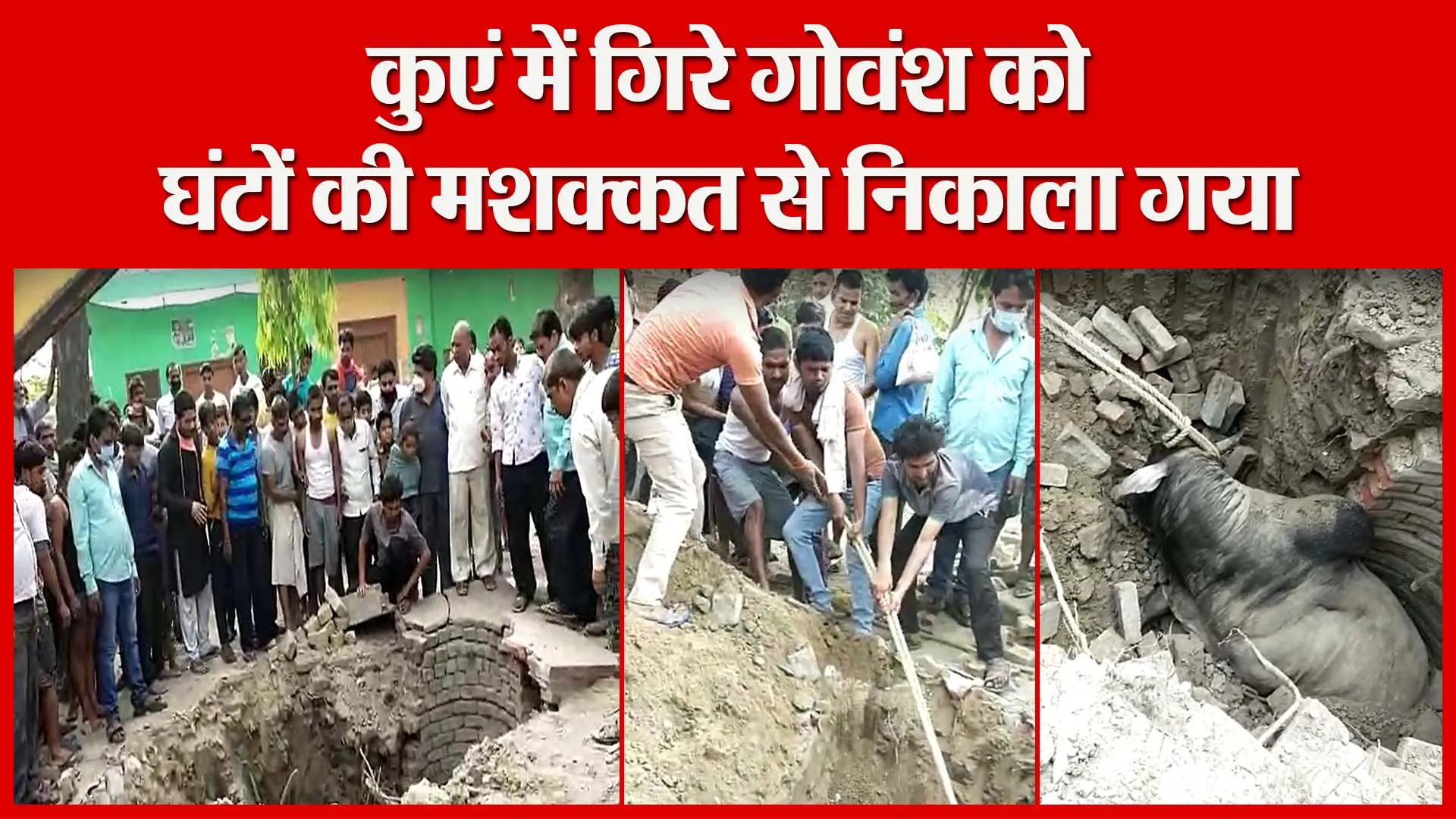शाहजहांपुर: कुएं में गिरे गोवंश को घंटों की मशक्कत से निकाला गया | Amritvichar