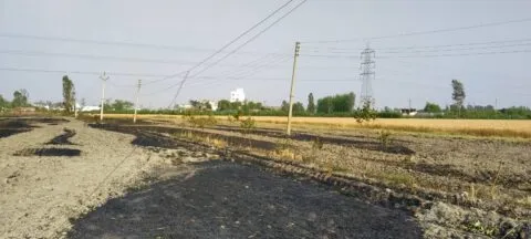 किच्छा: गेहूं के खेत में गिरी हाईटेंशन तार, कई एकड़ फसल जलकर खाक