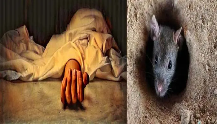 यूपी के इस जिले में चूहे खा गए मोर्चरी में रखें महिला का शव, पूरी बात जानकर कांप उठेगी रूह