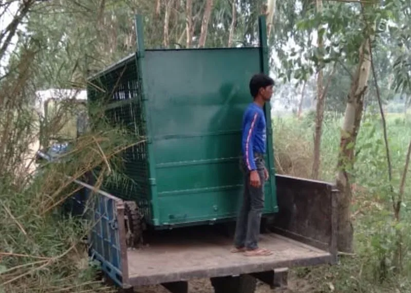 बरेली: वन विभाग के क्या कहने…बाघिन पकड़ने को बिना शिकार के ही लगा दिया पिंजड़ा