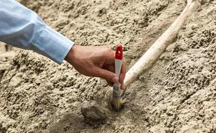 देश में इस जगह मिलीं 10 करोड़ साल पुरानी हड्डियां, वैज्ञानिकों ने बताया कैसा था ये जीव
