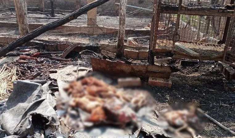 बरेली: चुनावी रंजिश में पोल्ट्री फार्म में लगाई आग, दर्जनों मुर्गे जलकर मरे