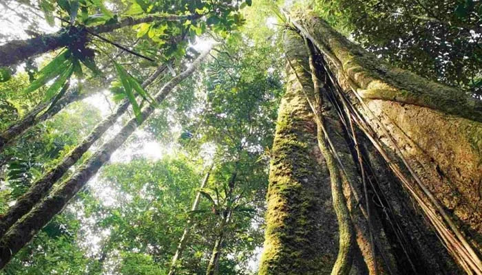 कोरोना का ऐसा खौफ, लक्षण नजर आते ही इस शख्स ने खुद को जंगल में किया क्वारंटीन