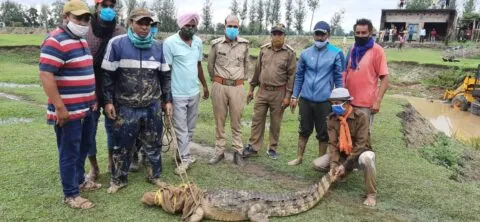 किच्छा: मगरमच्छ देख फूले ग्रामीणों के हाथ-पांव