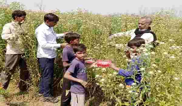 रामपुर : केसर की खेती से मालामाल हुए कुंवर पाल, जम्मू कश्मीर से खरीदा था बीज