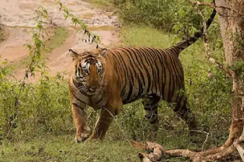 बरेली: चालाक बाघिन फिर हुई गायब, खाली हाथ लौटी विशेषज्ञों की टीम