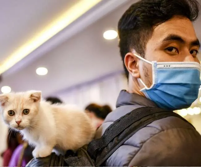 यहां आवारा कुत्ता नहीं बिल्ली है खौफनाक, एक महीने में 28 हजार लोग पहुंचे अस्पताल