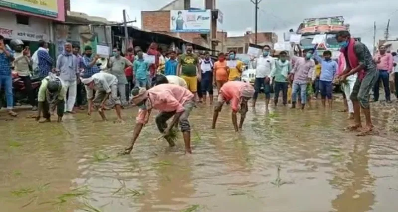 हरदोई: नहीं सुनी गई फरियाद तो गांधीगिरी दिखाकर किया विरोध, सड़क के गड्ढे में बो दिया धान