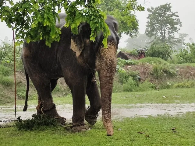 लखीमपुर खीरी: सुधरने लगा है चंदौली का बिगड़ैल मिट्ठू, अपना चारा लेने जाता है रोज जंगल