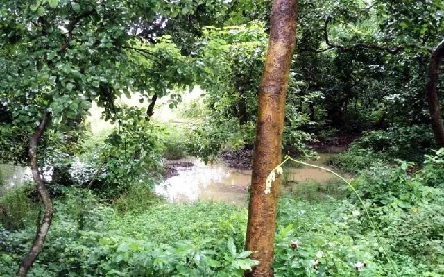 लखीमपुर-खीरी: जलमग्न हुआ दुधवा नेशनल पार्क, वन्य जीव मुश्किल में