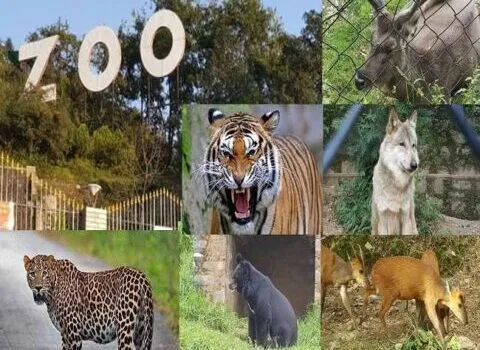 नैनीताल: जू में वन्यजीवों की खुराक के लिए मिले 60 लाख
