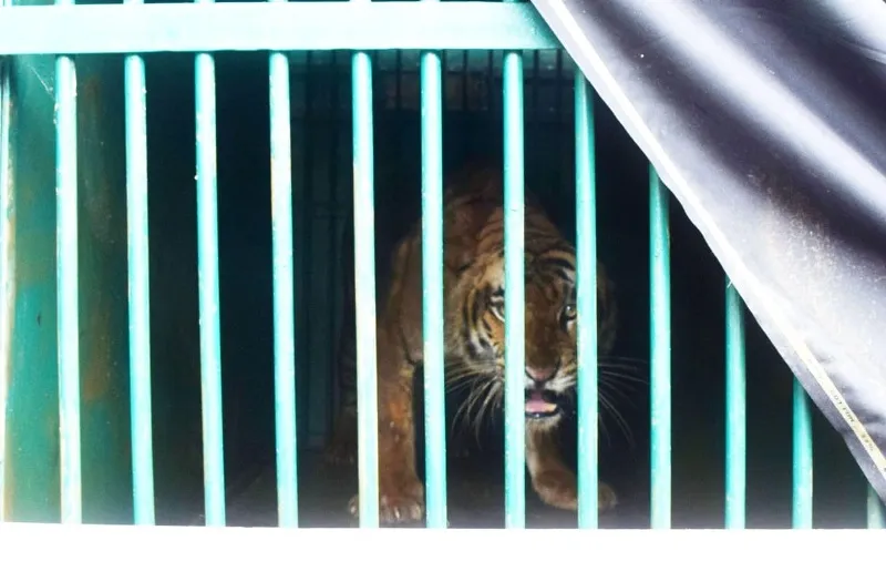 बरेली: रबर फैक्ट्री में बाघिन का खेल खत्म, ट्रेंकुलाइज कर भेजा गया दुधवा