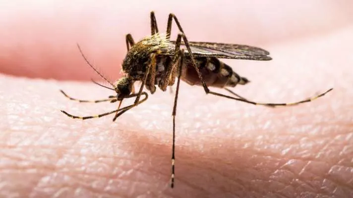 हल्द्वानी: डेंगू संक्रमण से बचाव को लेकर नगर निगम सतर्क, कीटनाशक का छिड़काव जारी