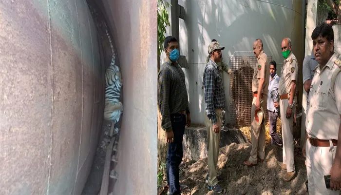 बरेली: टैंक में घुसी बाघिन, ट्रेंक्यूलाइज करने के लिए पहुंची पीलीभीत से विशेष टीम