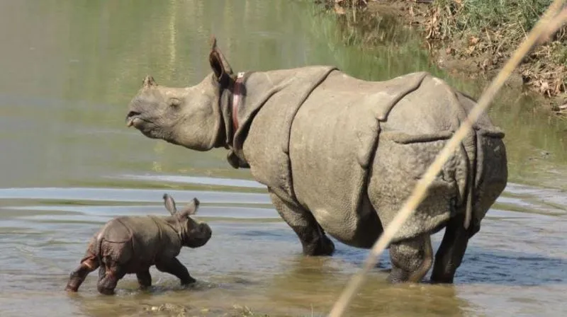 लखीमपुर खीरी: दुधवा में गैंडों के कुनबे में बढ़े दो नन्हें मेहमान