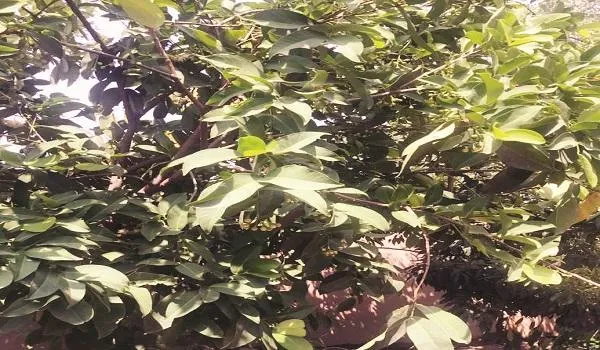 मुरादाबाद : मनोहरपुर में सफल हुई काजू की खेती, गाय का गोबर व मूत्र के लेप से अच्छी होती पैदावार