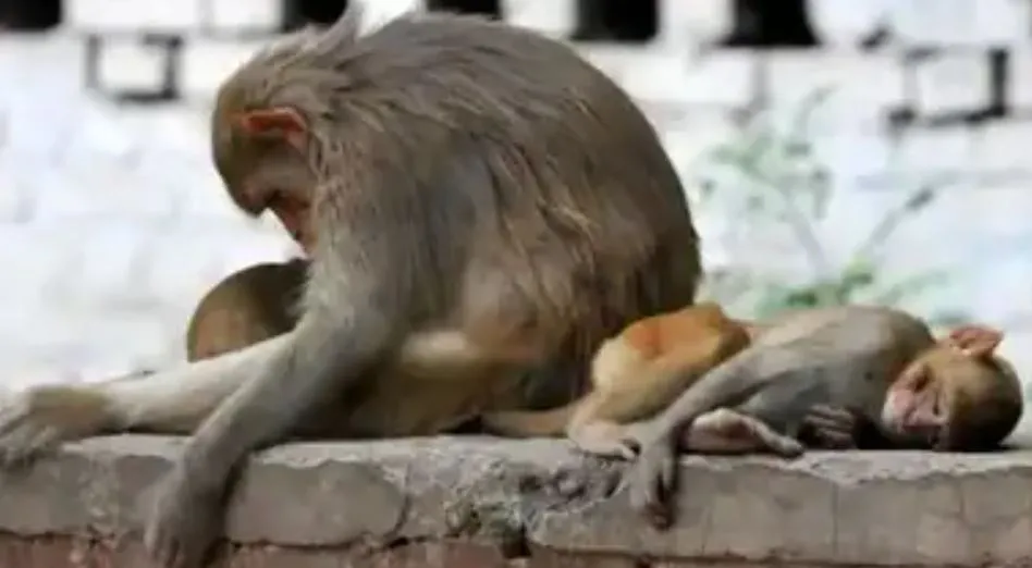 पीलीभीत: मंदिर के पास रखीं थीं खाने की चीजें, बंदरों का झुंड आया और खाते ही…