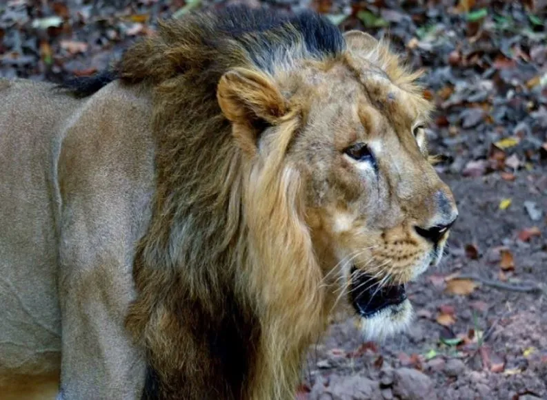 शेरों का शिकार करता कोरोना, चिड़ियाघर में कोविड-19 से एक और शेर की मौत