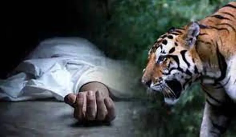 लखीमपुर खीरी: मछली पकड़ रहे युवक पर बाघ ने किया हमला, मौत