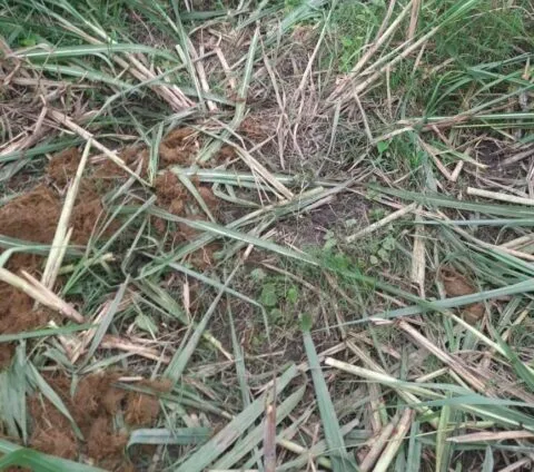 गौलापार में खेतों में घुसे हाथी,15 बीघा फसल की बर्बाद