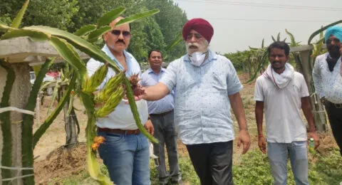 ऊधमसिंह नगर: डॉक्यूमेंट्री के जरिए क्षेत्र की बागवानी को मिलेगा बढ़ावा
