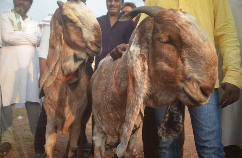 हल्द्वानी: शनि और बुध बाजार में होगा बकरों का कारोबार