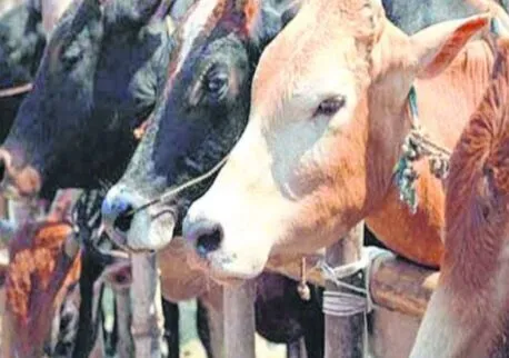 अल्मोड़ा: पशुपालन को बनाएं रोजगार का जरिया…