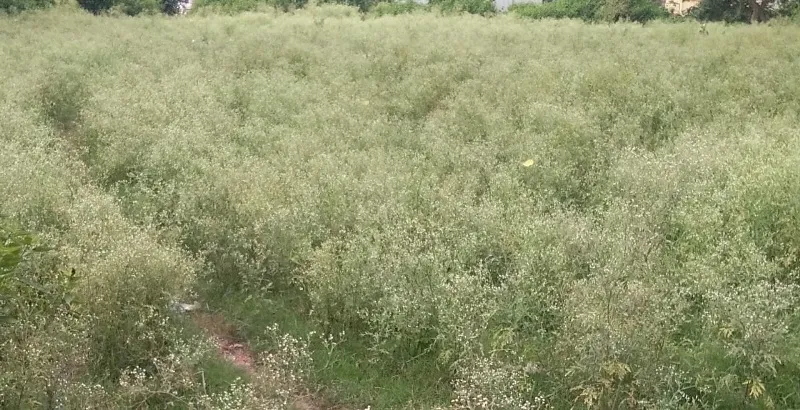 लखीमपुर-खीरी: मानव शरीर और फसल दोनों के लिए बड़ा संकट है गाजर घास