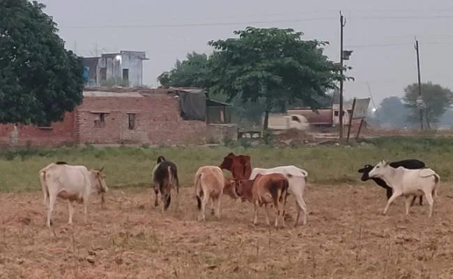 गरमपानी: मवेशी रौंद रहे खेत, फसल हो रही बर्बाद