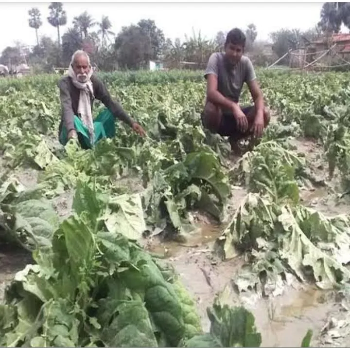 बरेली: बारिश से सब्जियों की फसलों को नुकसान की संभावना