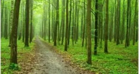 हल्द्वानी: सीटीआर में जंगल, जंगली जानवरों की सुरक्षा के लिए शुरू हुआ ऑपरेशन मानसून