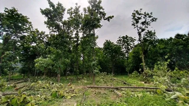 बरेली: विरोध के बावजूद नहीं थमा पेड़ काटने का सिलसिला, CM योगी और PMO को किया ट्वीट