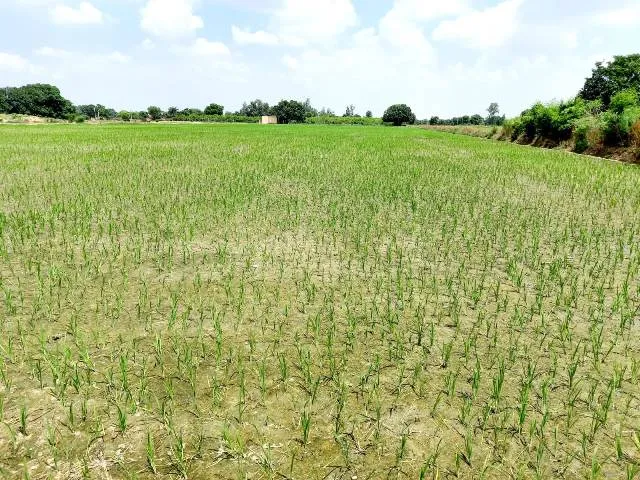 बरेली: मानसून की बेरुखी से परेशान किसान असमंजस में