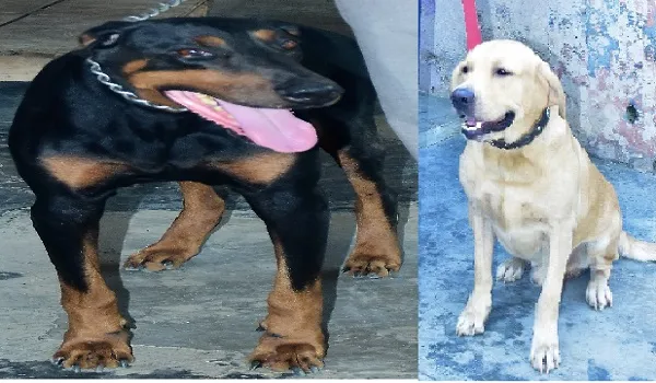 मुरादाबाद : गंभीर अपराधों के खुलासे में अहम भूमिका निभाते हैं दमन व रीमा