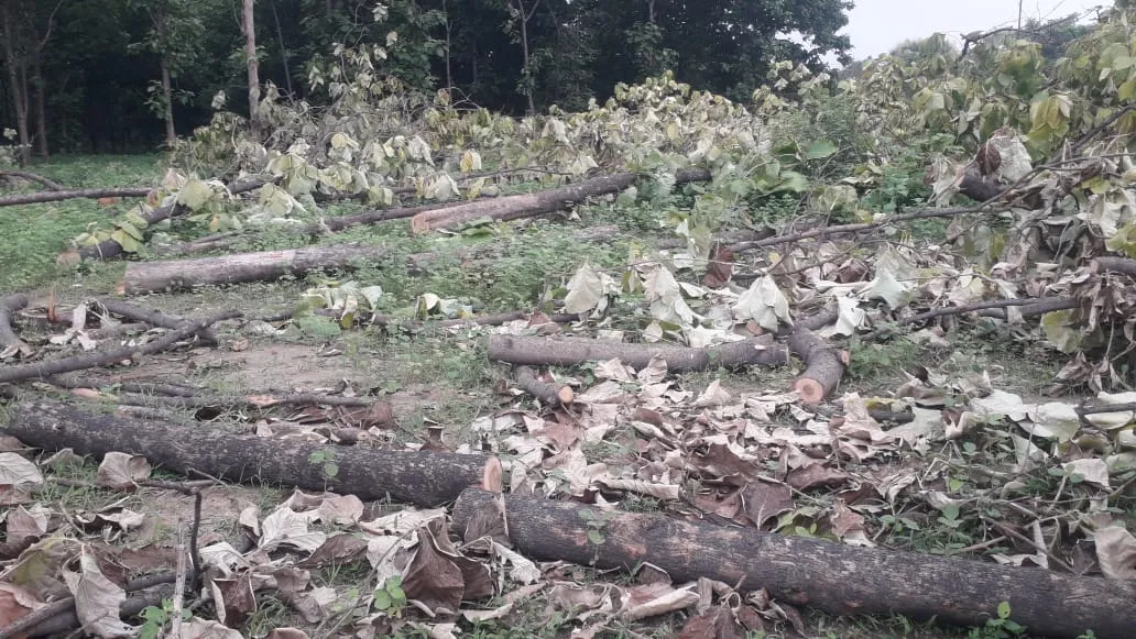 बरेली: 30 लाख लेकर भी ट्रांसलोकेट की फाइल दबाकर हरे पेड़ों को कटवा दिया