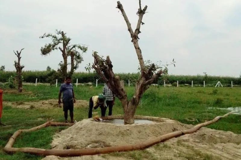 बरेली: मंझा गांव में ट्रांसलोकेट किए गए डोहरा रोड के 52 पेड़