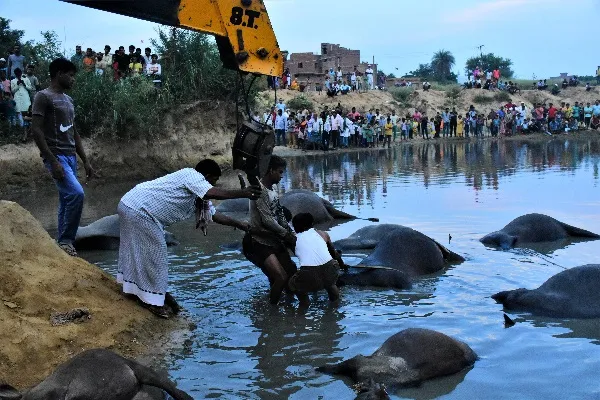 संभल : एचटी लाइन का तार टूटकर तालाब में गिरने से 42 भैंसें मरीं, पशुपालकों ने मांगा मुआवजा