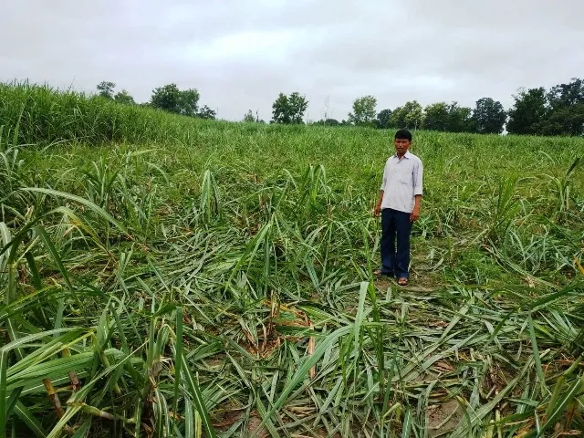 लखीमपुर खीरी: जंगली हाथियों ने गन्ना रौंदा, खेतों में मचान गिराए