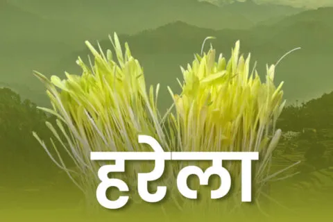 पारंपरिक तौर से मनाया जाता है हरेला