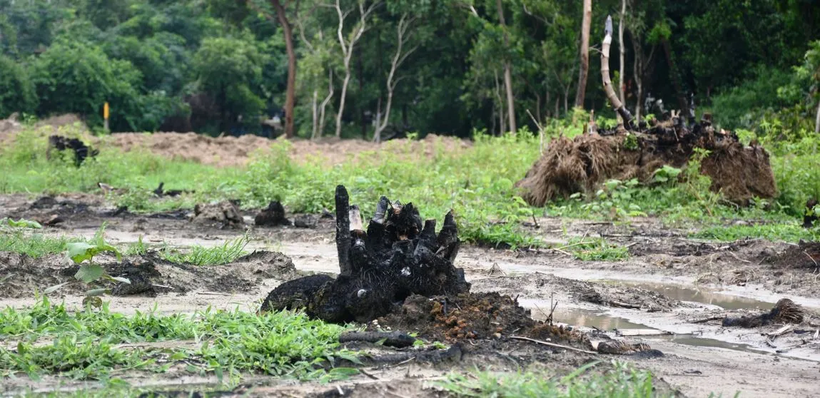 बरेली: जेलर बाग को बना दिया पेड़ों का श्मशान, दर्जनों वृक्ष जलाए