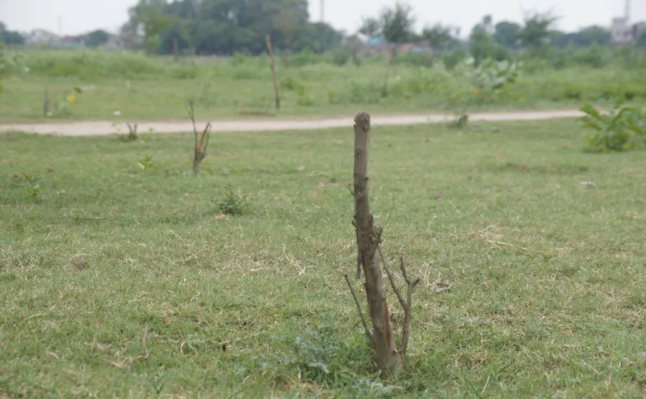 बरेली: कैंटोन्मेंट बोर्ड की जमीन पर लगे पेड़ों का हो रहा अवैध कटान अधिकारी बेखबर