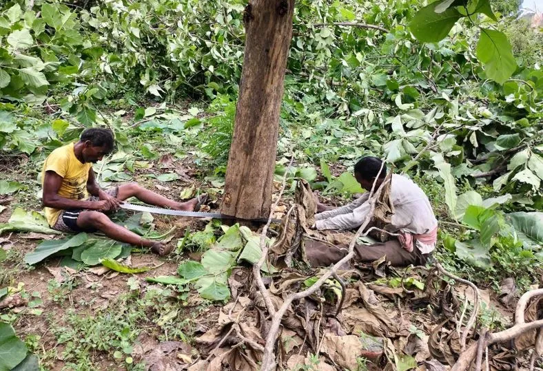 बरेली: अधिकारियों में मची खलबली, पेड़ों को काटना बताया मजबूरी